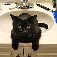 Midnight joined the competition — help win amazing prizes! animal, bathroom, black_cat, cabinet, cat, countertop, curious, domestic, feline, fur, household, indoor, paws, pet, relaxed, sink, soap, tap, whiskers, yellow_eyes