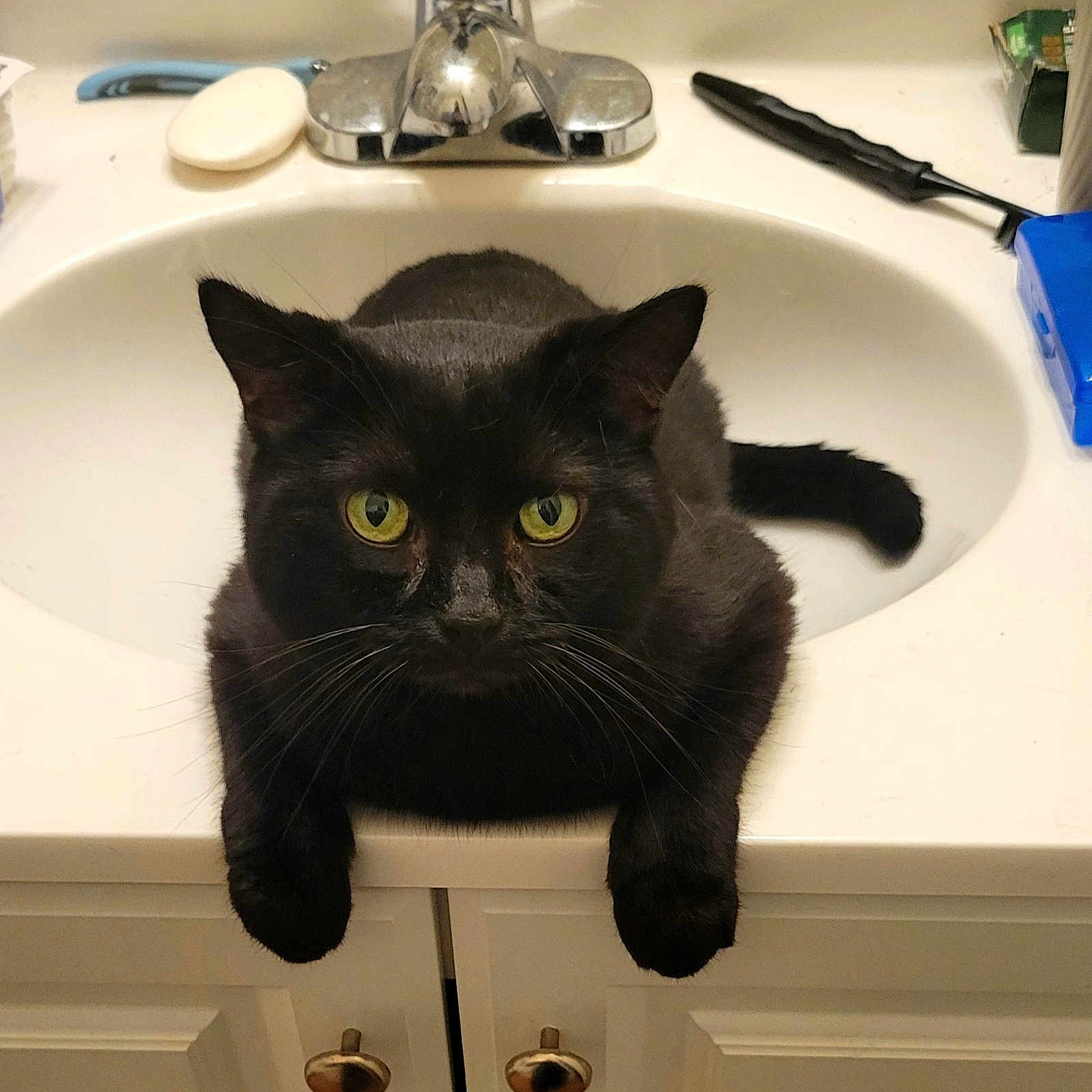 Midnight joined the competition — help win amazing prizes! animal, bathroom, black_cat, cabinet, cat, countertop, curious, domestic, feline, fur, household, indoor, paws, pet, relaxed, sink, soap, tap, whiskers, yellow_eyes