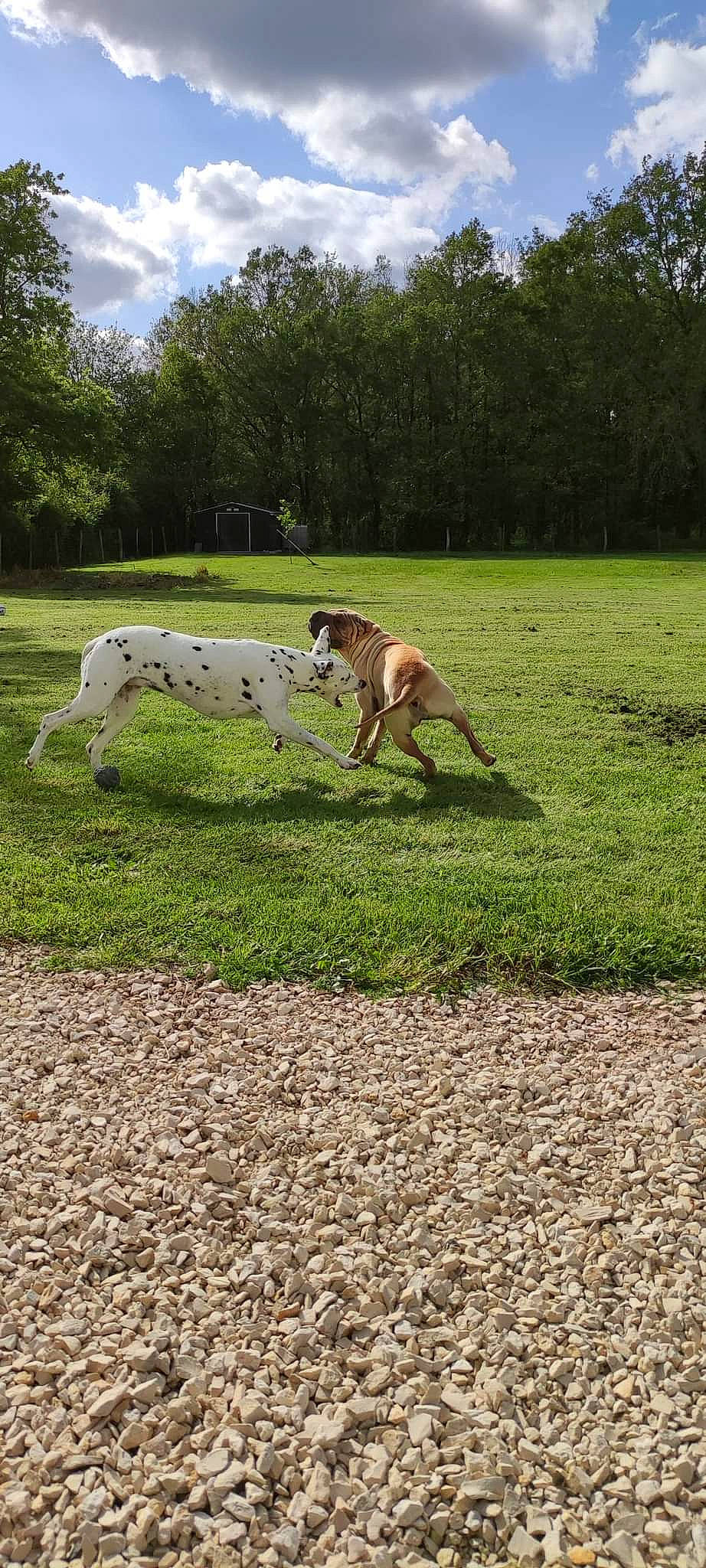 Pyla a rejoint le concours — aidez-le/la à gagner de superbes lots ! canidae, carnivore, cloud, companion_dog, dog, dog_breed, fawn, grass, grassland, landscape, plain, plant, sighthound, sky, soil, sporting_group, tail, terrestrial_animal, tree, working_animal