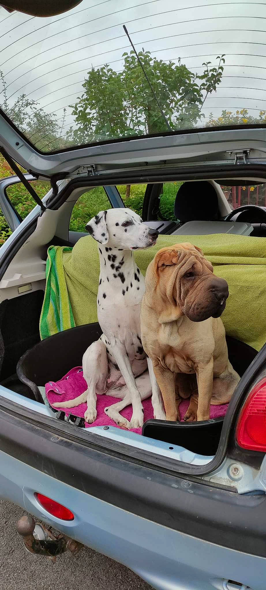 Pyla a rejoint le concours — aidez-le/la à gagner de superbes lots ! automotive_design, automotive_exterior, automotive_lighting, automotive_mirror, bumper, car, carnivore, collar, companion_dog, dog, dog_breed, fawn, fender, hood, mammal, motor_vehicle, trunk, vehicle, vehicle_door, vertebrate