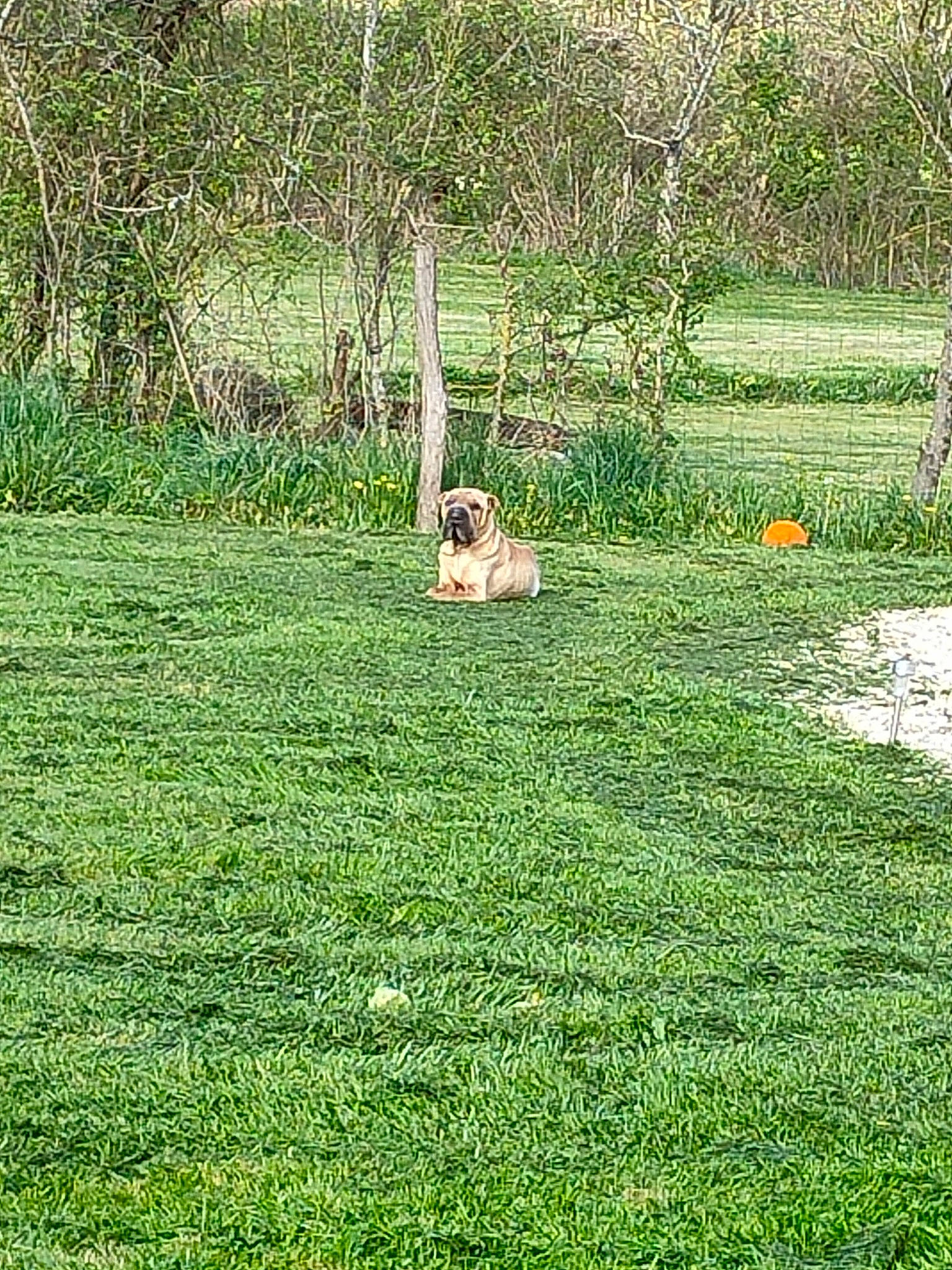 Pyla a rejoint le concours — aidez-le/la à gagner de superbes lots ! carnivore, dog, dog_breed, fawn, grass, grassland, groundcover, land_lot, landscape, lawn, leisure, meadow, natural_landscape, pasture, people_in_nature, plant, prairie, recreation, shrub, tree