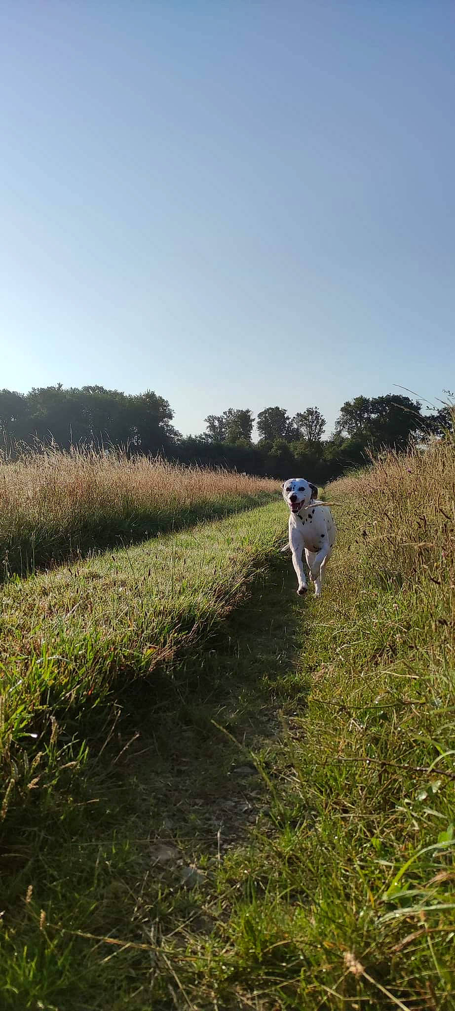 Inha a rejoint le concours — aidez-le/la à gagner de superbes lots ! carnivore, companion_dog, dog, dog_breed, field, grass, grassland, horizon, landscape, meadow, natural_landscape, pasture, people_in_nature, plant, plant_community, prairie, shrub, sky, tree, working_animal