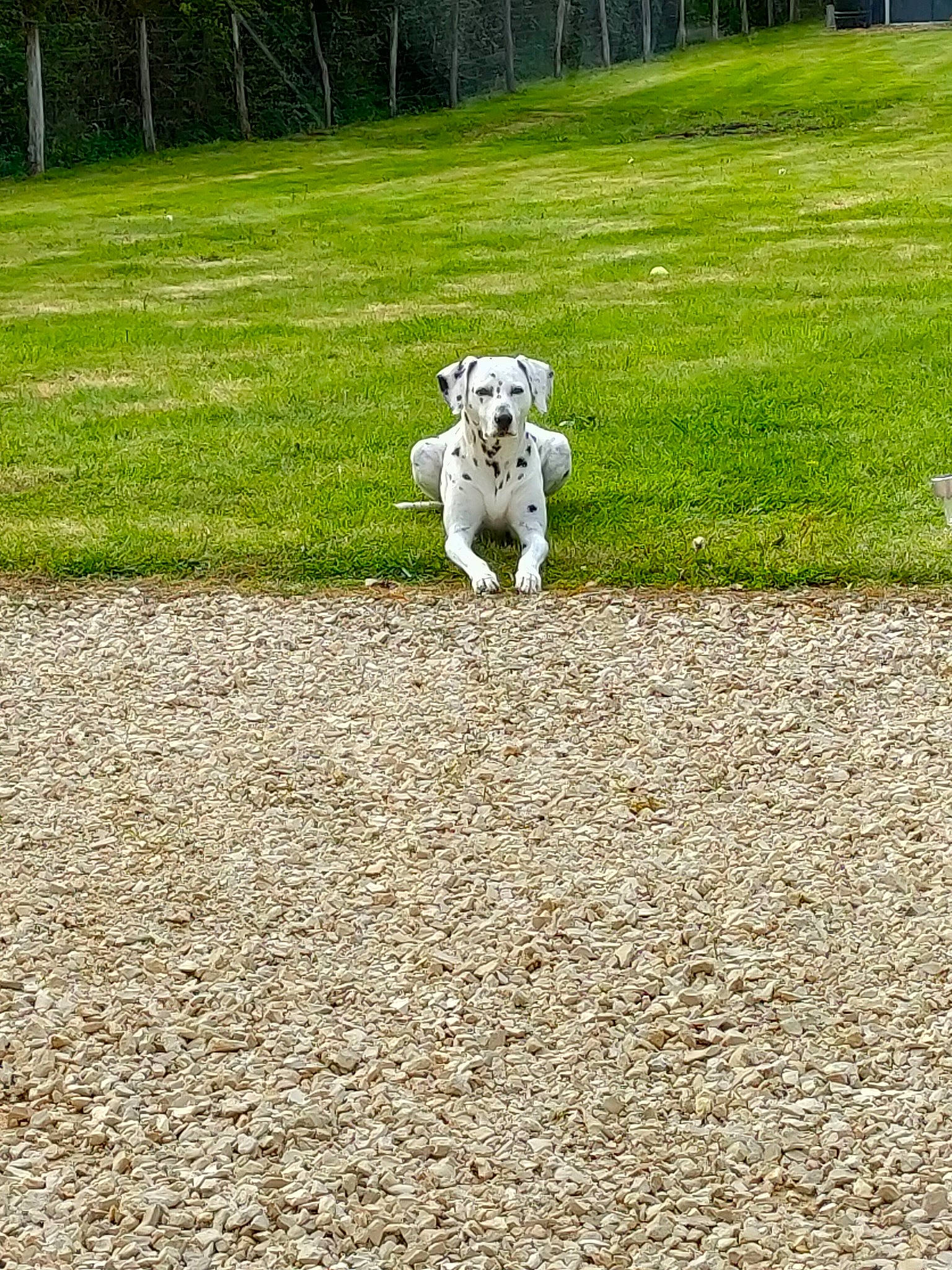 Inha participe au concours pour gagner de l'argent avec cette photo : asphalt, canidae, carnivore, companion_dog, dog, dog_breed, fawn, grass, grassland, lawn, leash, plant, road_surface, shrub, soil, sporting_group, tail, toy_dog, tree, working_animal