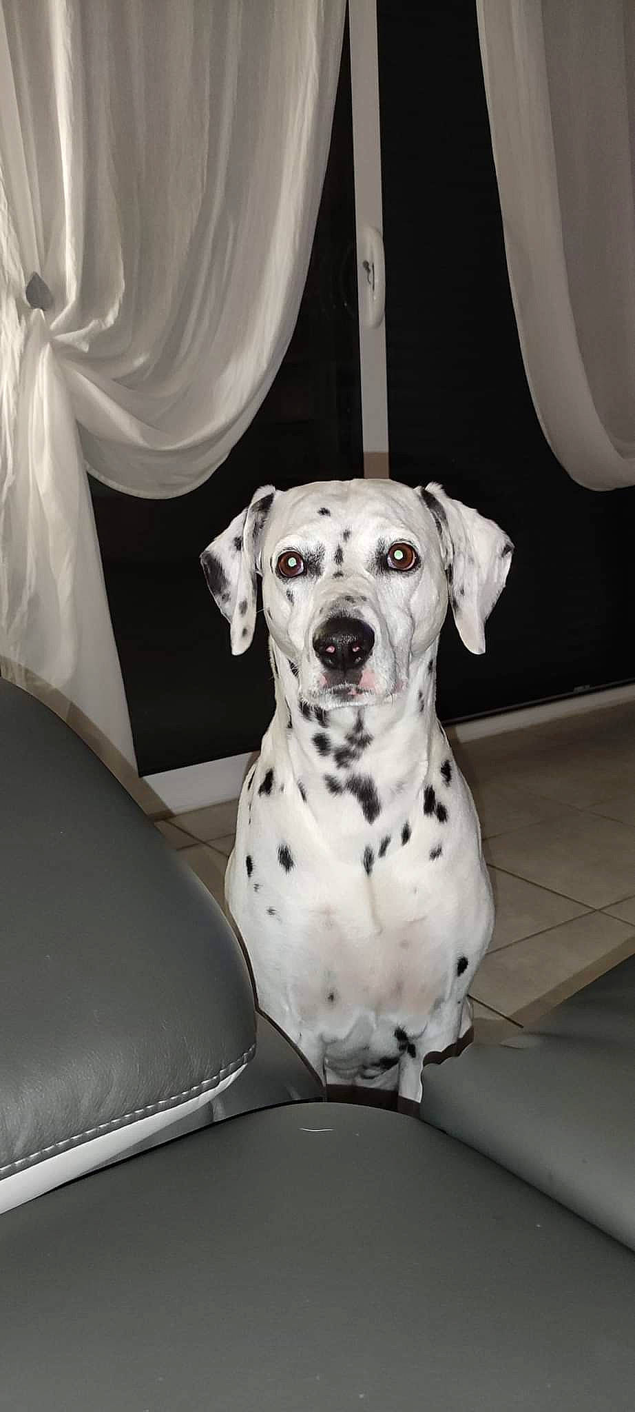 Inha a rejoint le concours — aidez-le/la à gagner de superbes lots ! canidae, carnivore, collar, comfort, companion_dog, curtain, dalmatian, dog, dog_breed, dog_collar, dog_supply, metal, monochrome_photography, non_sporting_group, pet_supply, snout, sporting_group, style, terrestrial_animal, working_animal