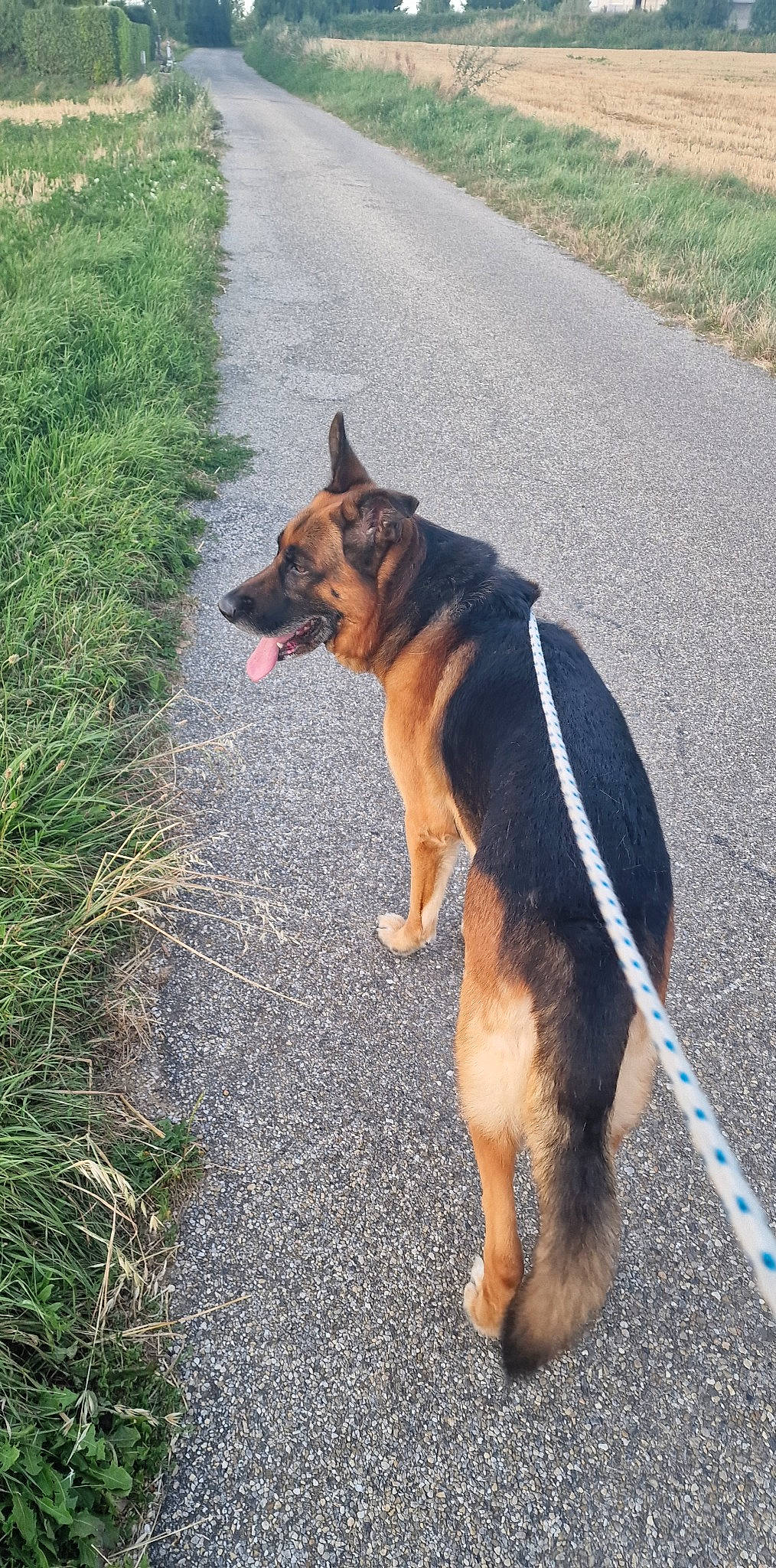 Mabrouk a rejoint le concours — aidez-le/la à gagner de superbes lots ! asphalt, carnivore, collar, companion_dog, dog, dog_breed, dog_collar, dog_supply, fawn, grass, leash, old_german_shepherd_dog, paw, pet_supply, plant, road, road_surface, snout, tail, working_animal