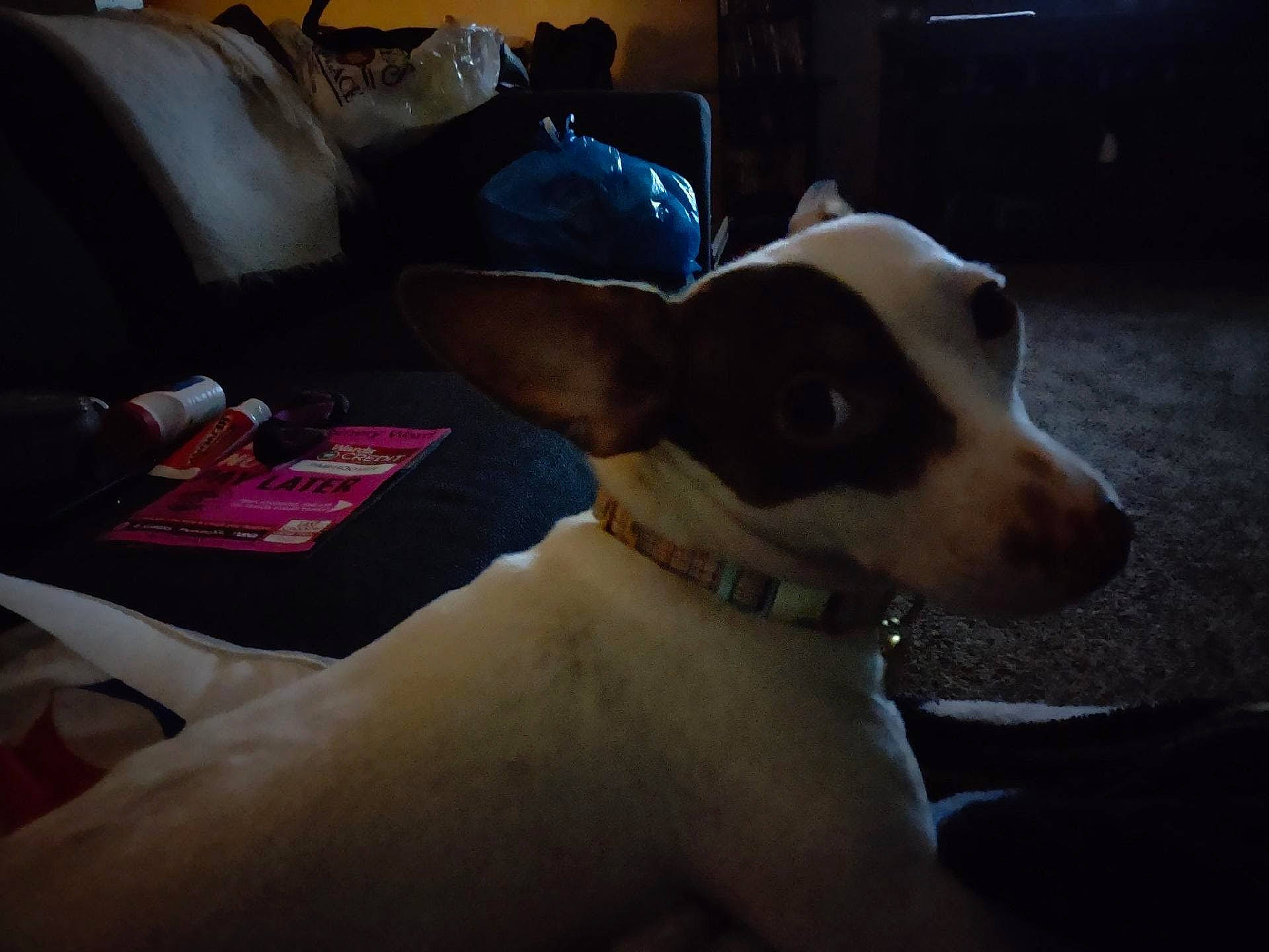 Tiny joined the competition — help win amazing prizes! ancient_dog_breeds, art, carnivore, collar, comfort, companion_dog, couch, dog, dog_breed, dog_collar, fawn, guard_dog, linens, pillow, sighthound, sporting_group, terrestrial_animal, toy_dog, whiskers, working_animal