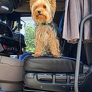 Ulia a rejoint le concours — aidez-le/la à gagner de superbes lots ! dog, small_dog, yorkshire_terrier, vehicle_interior, car_seat, curtain, window, steering_wheel, dashboard, remote_control, seat_controls, blue_collar, sunlight, pet, fluffy_fur, alert, indoor, transportation, leash, collar