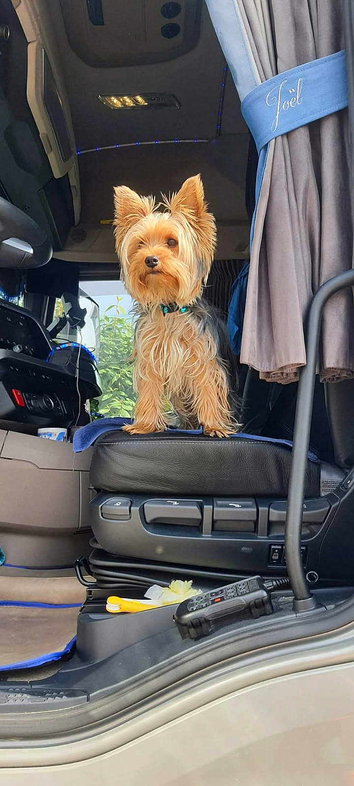 Ulia a rejoint le concours — aidez-le/la à gagner de superbes lots ! dog, small_dog, yorkshire_terrier, vehicle_interior, car_seat, curtain, window, steering_wheel, dashboard, remote_control, seat_controls, blue_collar, sunlight, pet, fluffy_fur, alert, indoor, transportation, leash, collar