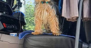 Ulia participe au concours pour gagner de l'argent avec cette photo : alert, animal, blue_strap, car_door, car_seat, curtain, dashboard, dog, dog_collar, fur, indoor, pet, remote_control, seat_controls, sitting, steering_wheel, transport, vehicle_interior, window, yorkshire_terrier