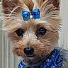 Ulia a rejoint le concours — aidez-le/la à gagner de superbes lots ! adorable, animal, blue_bandana, blue_bow, close_up, companion, curious, cute, dog, domestic_animal, face, fluffy_ears, friendly, fur, indoor, mammal, pet, portrait, small_dog, watching