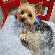 Ulia a rejoint le concours — aidez-le/la à gagner de superbes lots ! blue_bandana, bright_eyes, collar, cozy, cute, dog, fluffy_fur, fur_texture, furniture, gray_blanket, indoor, looking_at_camera, paw, pet, pink_bell, portrait, red_chair, resting, small_dog, yorkshire_terrier