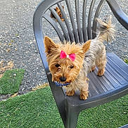 Ulia a rejoint le concours — aidez-le/la à gagner de superbes lots ! dog, small_dog, plastic_chair, pink_bow, outdoor, grass, gravel, pet, cute, curious, two_dogs, animal, fur, tail, ears, collar, playful, looking, standing, daylight