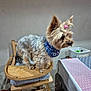Ulia participe au concours pour gagner de l'argent avec cette photo : bandana, cushion, cute, dog, domestic, fur, groomed, hair_tie, high_chair, indoor, looking_right, pet, portrait, sitting, small_dog, table, toy_container, wall, wooden_chair, yorkshire_terrier