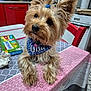 Ulia participe au concours pour gagner de l'argent avec cette photo : animal, bandana, blue_bandana, countertop, curious, dog, domestic, ears, fluffy, fur, hair_tie, indoor, kitchen, pet, red_chair, small_dog, snack_box, stove, table, tablecloth