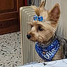 Ulia participe au concours pour gagner de l'argent avec cette photo : bandana, blue_bandana, blue_bow, bow, cute, dog, ears, floor, floral_pattern, fur, indoor, looking_away, pet, side_view, sitting, small_dog, table, tablecloth, tile_floor, wooden_door