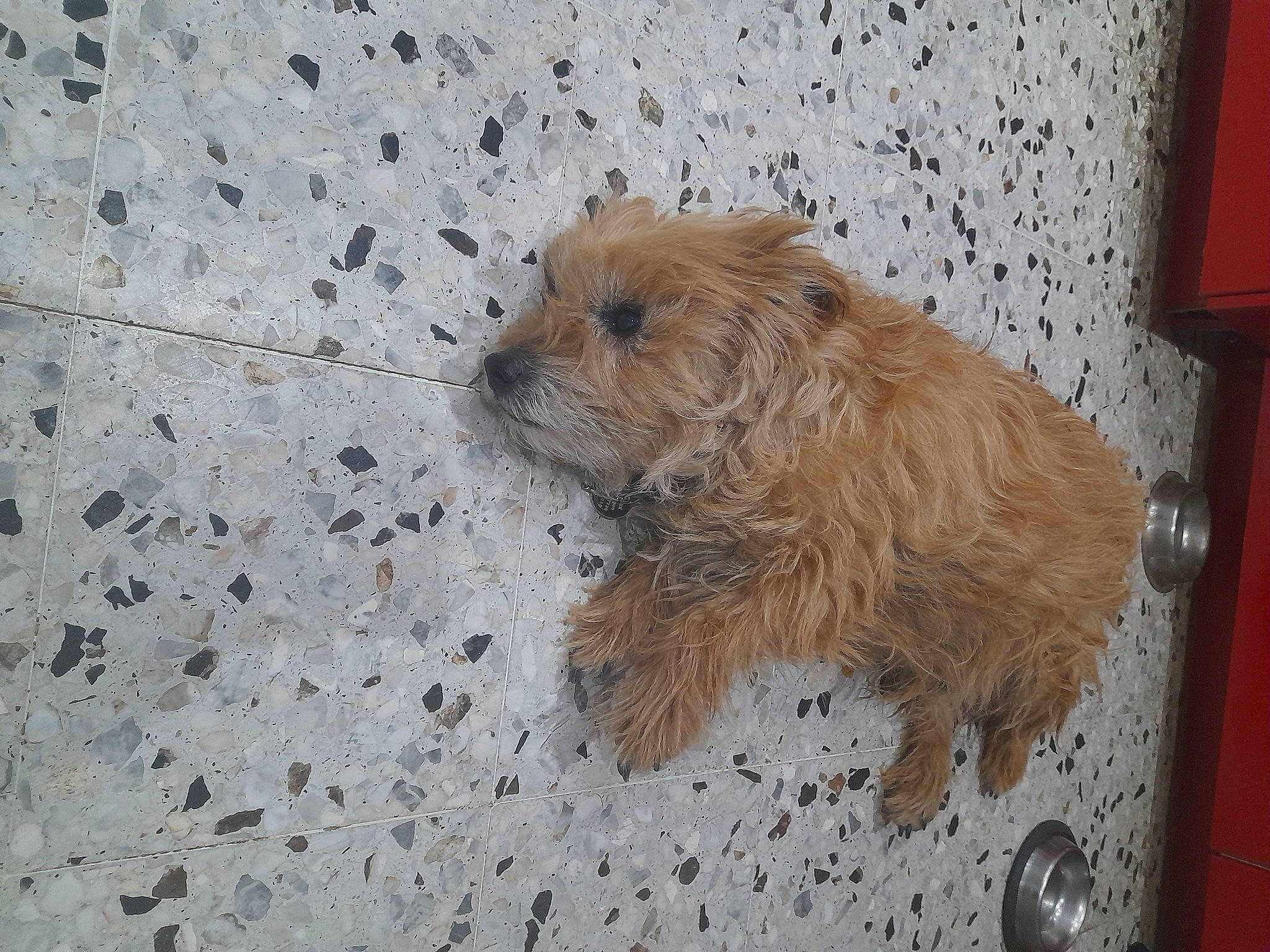 Hilty participe au concours pour gagner de l'argent avec cette photo : canidae, carnivore, companion_dog, dog, dog_breed, dog_supply, fawn, floor, flooring, fur, hardwood, maltepoo, non_sporting_group, small_terrier, sporting_group, terrestrial_animal, terrier, toy_dog, wood, working_animal