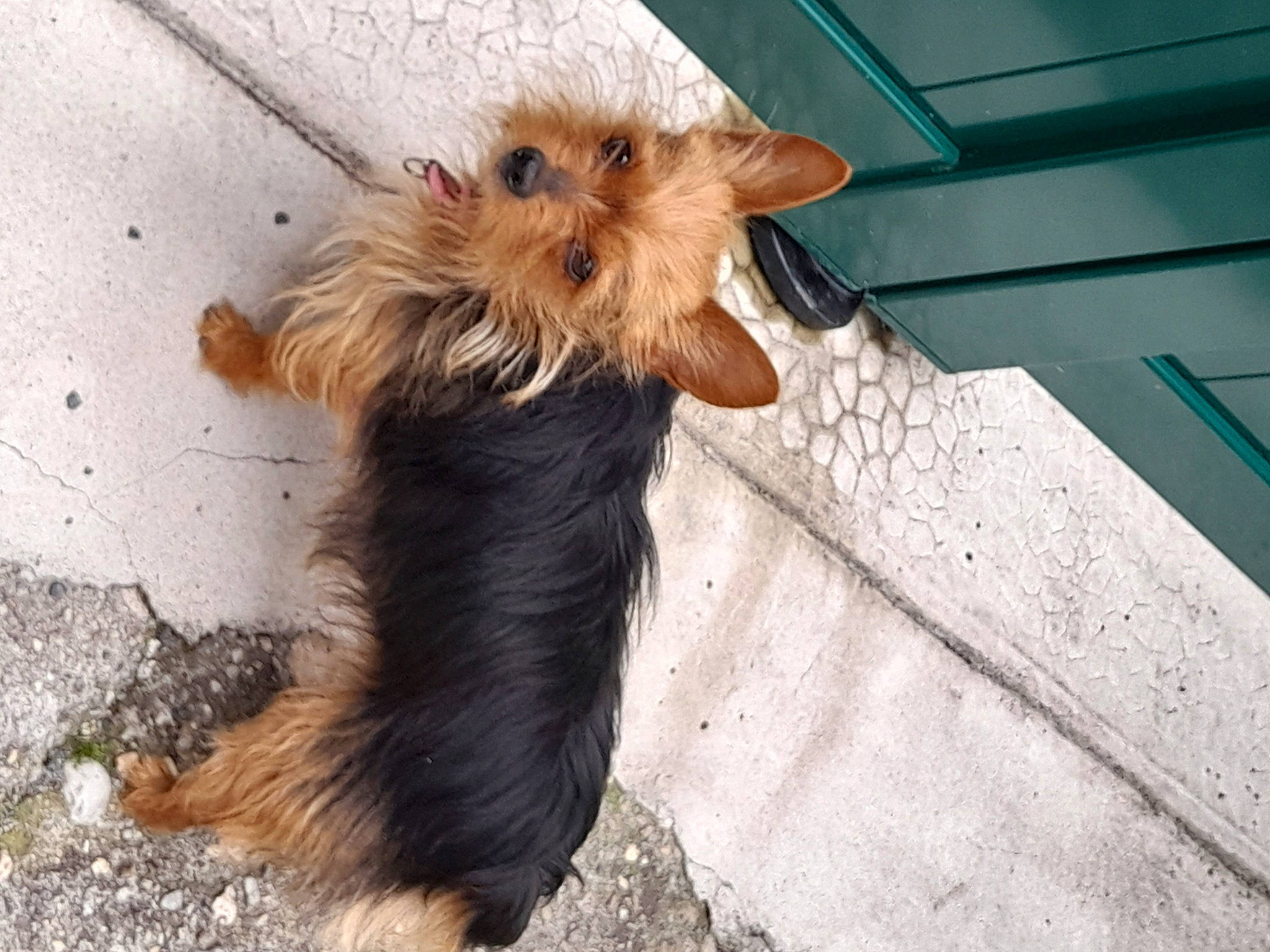 Millye a rejoint le concours — aidez-le/la à gagner de superbes lots ! canidae, carnivore, companion_dog, dog, dog_breed, dog_clothes, dog_supply, fawn, fur, irish_terrier, leash, liver, pet_supply, small_terrier, snout, sporting_group, tail, terrier, toy_dog, working_animal