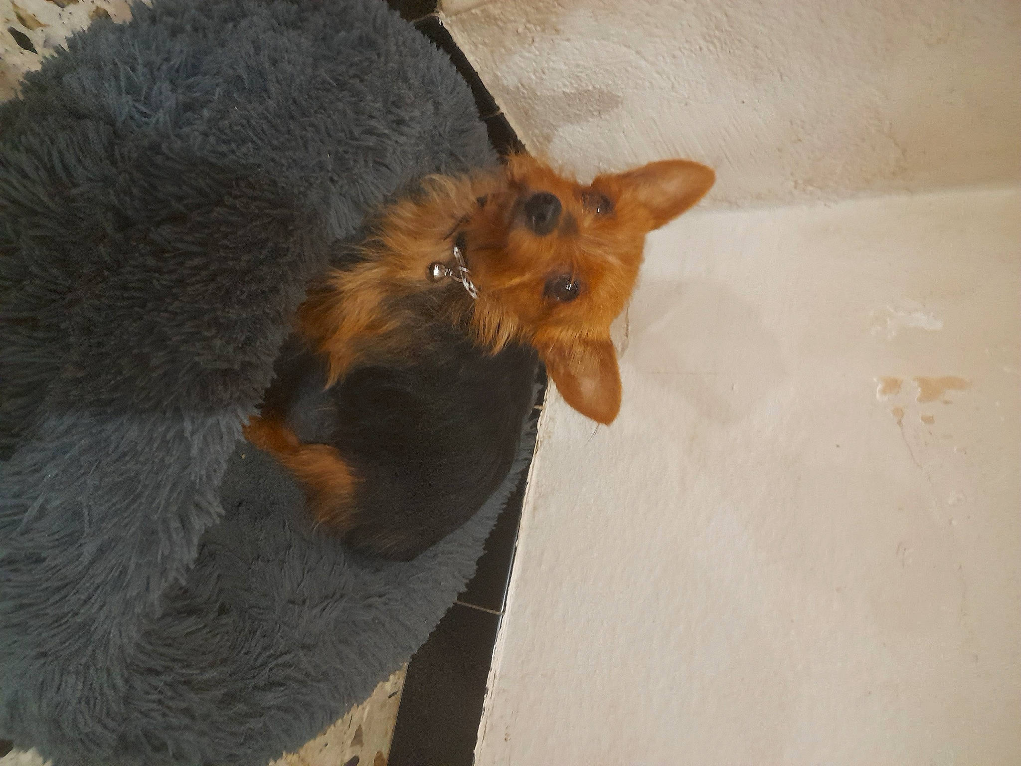 Millye a rejoint le concours — aidez-le/la à gagner de superbes lots ! canidae, carnivore, claw, companion_dog, dog_breed, ear, fawn, foot, fur, liver, natural_material, paw, rodent, snout, tail, terrestrial_animal, whiskers, wildlife, wood, working_animal