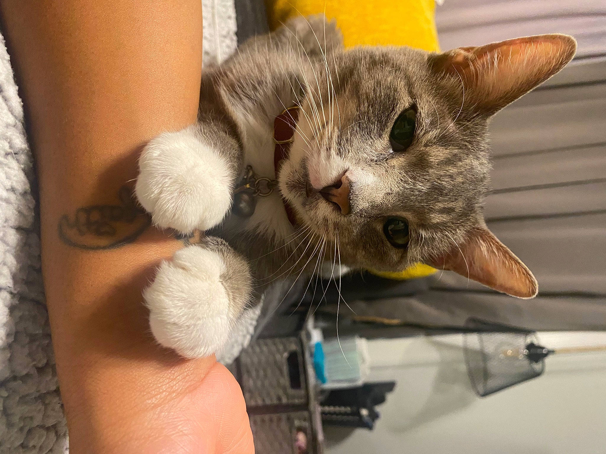 Halo joined the competition — help win amazing prizes! carnivore, cat, claw, collar, comfort, domestic_short_haired_cat, felidae, foot, fur, gesture, human_leg, nail, paw, small_to_medium_sized_cats, snout, tail, whiskers