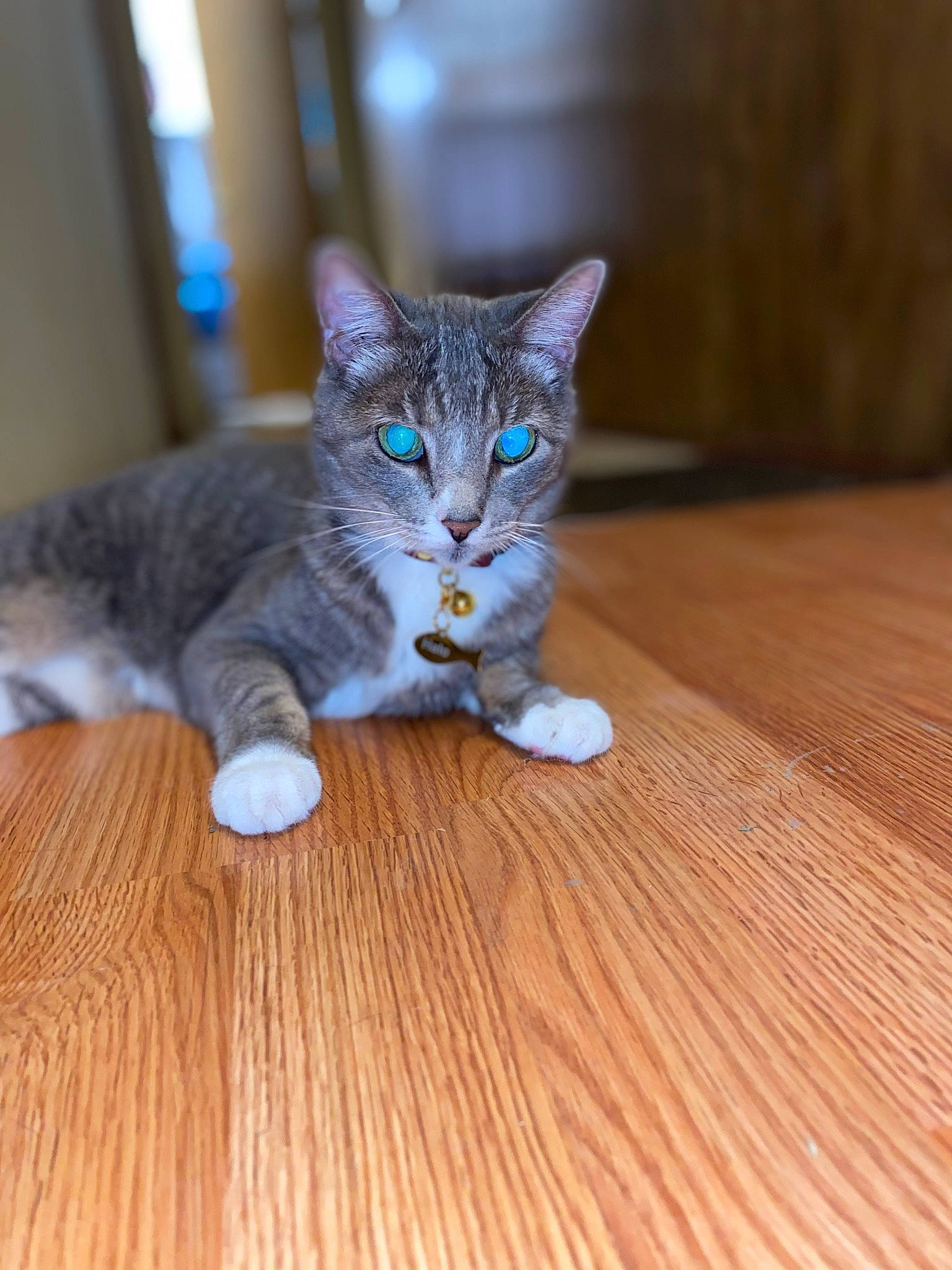 Halo joined the competition — help win amazing prizes! carnivore, cat, claw, domestic_short_haired_cat, electric_blue, fawn, felidae, floor, flooring, foot, fur, grey, hardwood, laminate_flooring, paw, small_to_medium_sized_cats, tail, whiskers, wood, wood_flooring