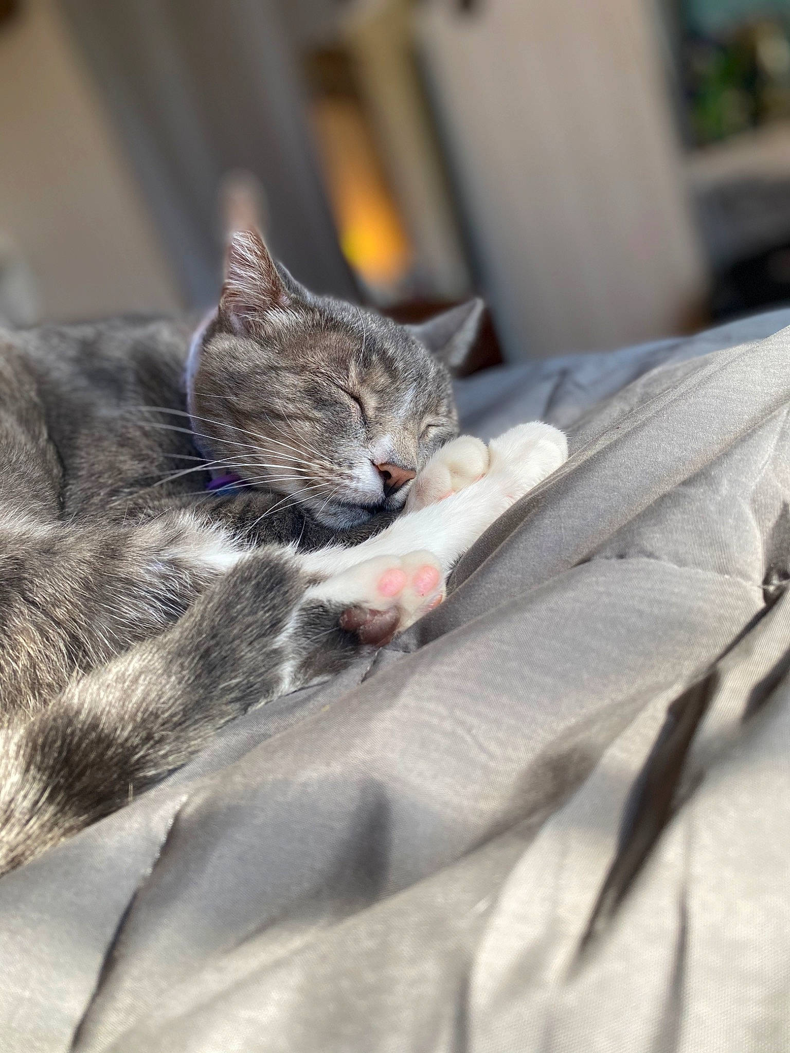 Halo is registered to the contest to win money with this photo: carnivore, cat, claw, comfort, domestic_short_haired_cat, felidae, fur, grey, linens, paw, small_to_medium_sized_cats, terrestrial_animal, tree, whiskers