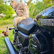 Griotte participe au concours pour gagner de l'argent avec cette photo : cat, motorcycle, harley_davidson, outdoor, grass, seat, black, fur, animal, pet, nature, blurred_background, vehicle, reflection, two_cats, greenery, tail, parked, handlebar, spring