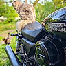 cat, motorcycle, harley_davidson, outdoor, grass, seat, black, fur, animal, pet, nature, blurred_background, vehicle, reflection, two_cats, greenery, tail, parked, handlebar, spring