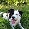 Fax a rejoint le concours — aidez-le/la à gagner de superbes lots ! animal, black_and_white, canine, closeup, daylight, dog, ears, fur, grass, greenery, happy, lying_down, nature, outdoor, park, pet, playful, summer, sunlight, tongue_out