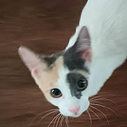 Molly is registered to the contest to win money with this photo: big_eyes, calico_cat, cat, close_up, curious, cute, ears, feline, flooring, indoor, motion_blur, pet, pink_nose, portrait, smartphone, tilted, watermark, whiskers, white_fur, wood_floor