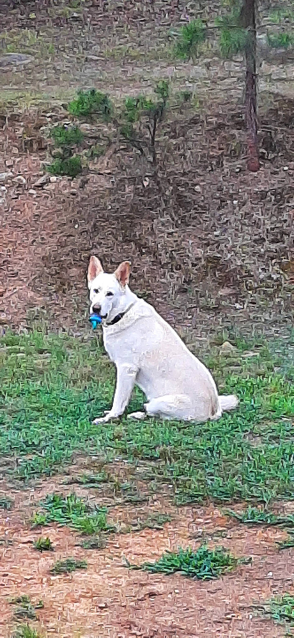 Sadie Pearl joined the competition — help win amazing prizes! canidae, carnivore, companion_dog, dog, dog_breed, fawn, grass, non_sporting_group, plant, soil, sporting_group, tail, terrestrial_animal, tree, working_animal