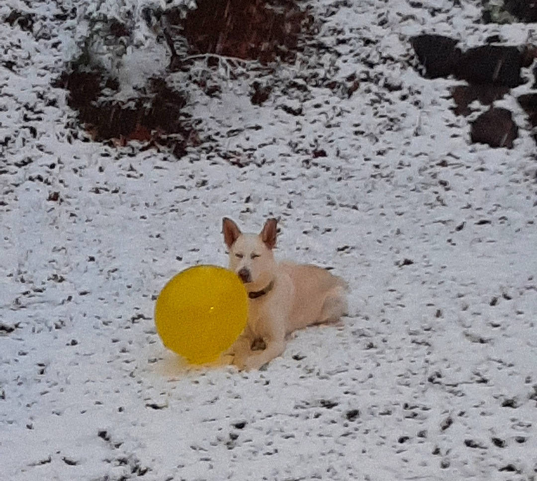 Sadie Pearl is registered to the contest to win money with this photo: ball, canidae, carnivore, companion_dog, dog, dog_breed, dog_supply, dog_toy, fawn, freezing, non_sporting_group, pet_supply, snout, snow, sporting_group, sports_equipment, sports_toy, tail, winter, working_animal