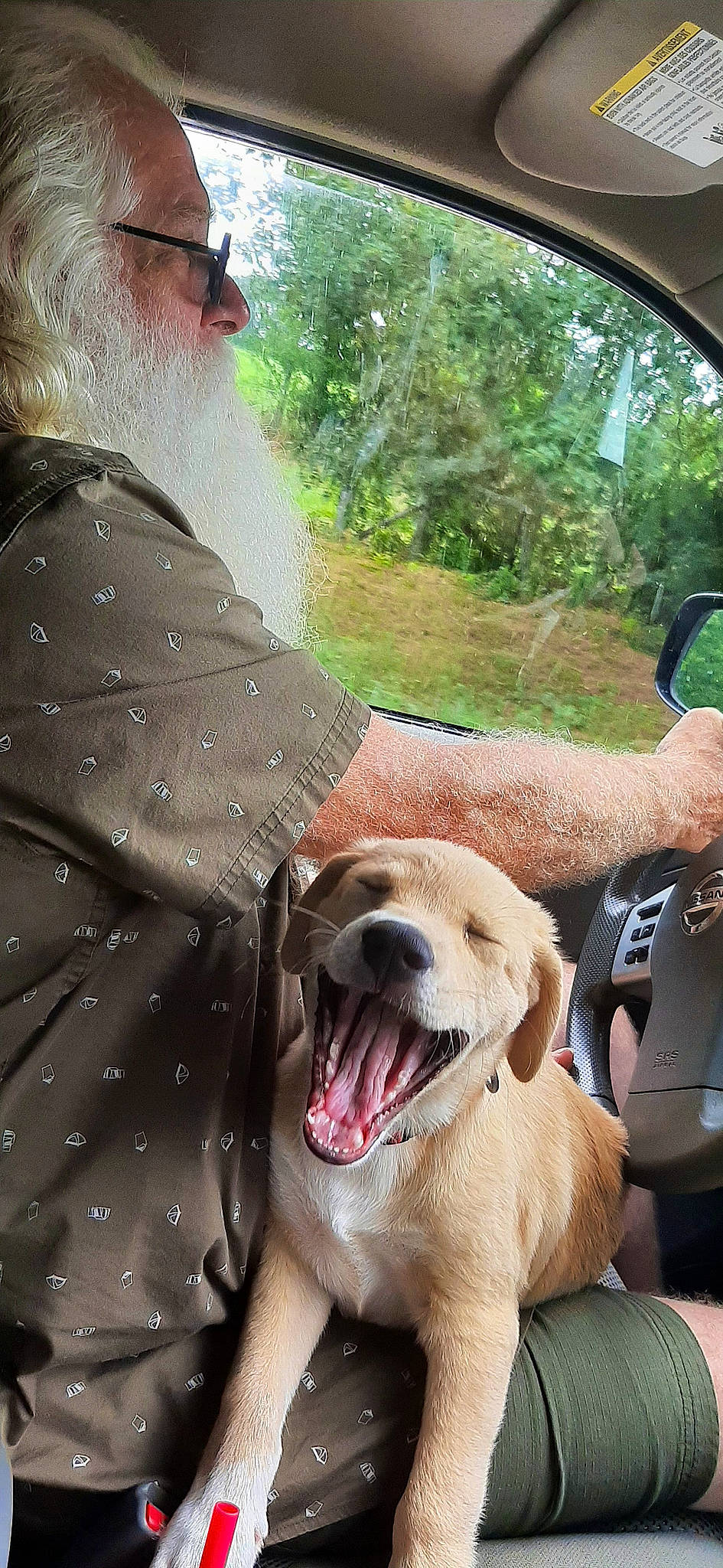 Fredia Mae is registered to the contest to win money with this photo: beard, canidae, carnivore, companion_dog, dog, dog_breed, dog_collar, fang, fawn, grass, leash, plant, snout, sporting_group, steering_wheel, sunglasses, tree, whiskers, working_animal, yawn