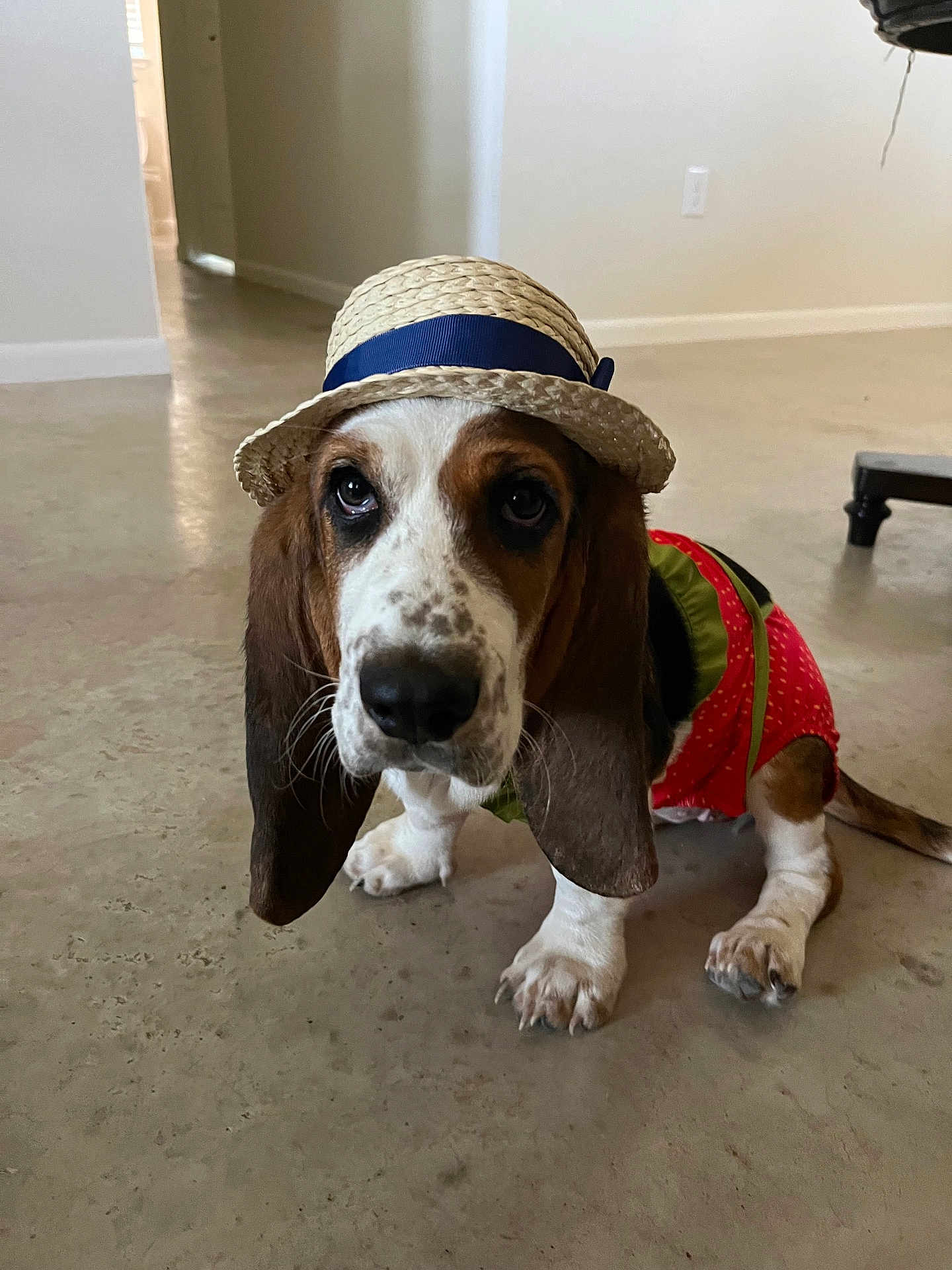 Lady is registered to the contest to win money with this photo: basset_hound, dog, puppy, hat, straw_hat, red_outfit, pet_clothing, indoor, floor, brown_ears, white_paws, long_ears, looking_up, adorable, cute, animal, pet, domestic_animal, sitting, young_dog