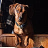 Junor is registered to the contest to win money with this photo: dog, brown_dog, pet, collar, wooden_surface, sunlight, shadow, indoor, animal, portrait, cute, ears, face, fur, looking, expression, domestic_animal, resting, closeup, warm_light