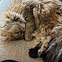 cat, fluffy, sleeping, couch, fur, pet, cozy, animal, resting, indoor, mammal, whiskers, paw, relaxation, domestic, feline, closeup, texture, mane, nap