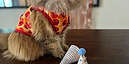 Penny joined the competition — help win amazing prizes! cat, pizza_outfit, party_hats, table, fluffy, brown_fur, indoor, decor, celebration, costume, pet, cute, animal, feline, portrait, domestic, whiskers, eyes, sitting, fun
