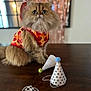 cat, pizza_outfit, party_hats, table, fluffy, brown_fur, indoor, decor, celebration, costume, pet, cute, animal, feline, portrait, domestic, whiskers, eyes, sitting, fun