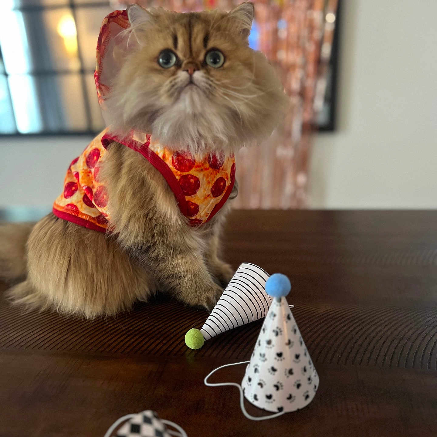 Penny joined the competition — help win amazing prizes! animal, brown_fur, cat, celebration, costume, cute, decor, domestic, eyes, feline, fluffy, fun, indoor, party_hats, pet, pizza_outfit, portrait, sitting, table, whiskers