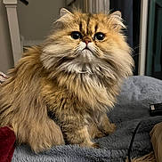 Penny joined the competition — help win amazing prizes! cat, fluffy, long_hair, golden, pet, indoor, blanket, soft, feline, cute, wide_eyes, sitting, domestic_animal, whiskers, fur, cozy, portrait, animal, home, curious