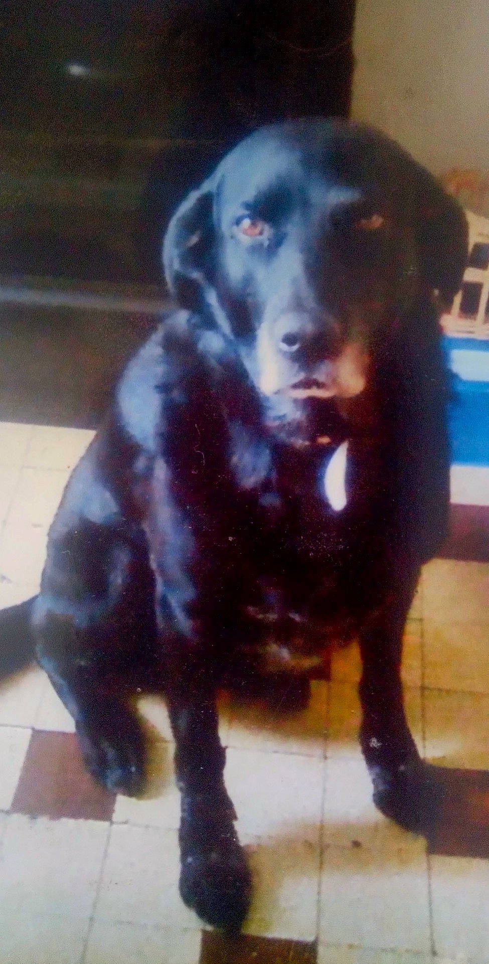 Offenbach participe au concours pour gagner de l'argent avec cette photo : borador, canidae, carnivore, companion_dog, dog, dog_breed, fur, gun_dog, hunting_dog, liver, snout, sporting_group, tail, terrestrial_animal, whiskers, working_animal, working_dog