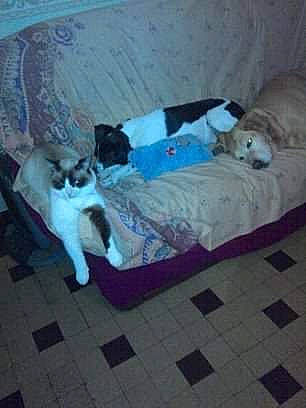 Alizée participe au concours pour gagner de l'argent avec cette photo : canidae, carnivore, cat, comfort, companion_dog, couch, dog, dog_breed, fawn, felidae, floor, flooring, fur, hardwood, small_to_medium_sized_cats, sporting_group, studio_couch, tail, whiskers, wood