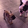 french_bulldog, puppy, dog, pet, floor, tile_floor, kitchen, appliance, cabinet, oven, toy, indoor, animal, cute, playful, curious, standing, looking, companion, domestic