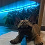 dog, puppy, french_bulldog, toy, blue_toy, rug, white_rug, indoor, floor, cabinet, wooden_cabinet, blue_light, led_light, pet, animal, cute, playing, lying_down, ears_up, home