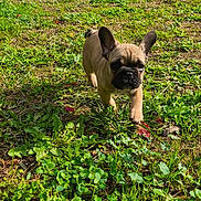 Aaron a rejoint le concours — aidez-le/la à gagner de superbes lots ! dog, puppy, french_bulldog, grass, yard, outdoor, shed, garden, greenery, sunlight, pet, animal, playful, nature, small_dog, cute, canine, walking, daylight, backyard
