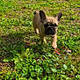 dog, puppy, french_bulldog, grass, yard, outdoor, shed, garden, greenery, sunlight, pet, animal, playful, nature, small_dog, cute, canine, walking, daylight, backyard