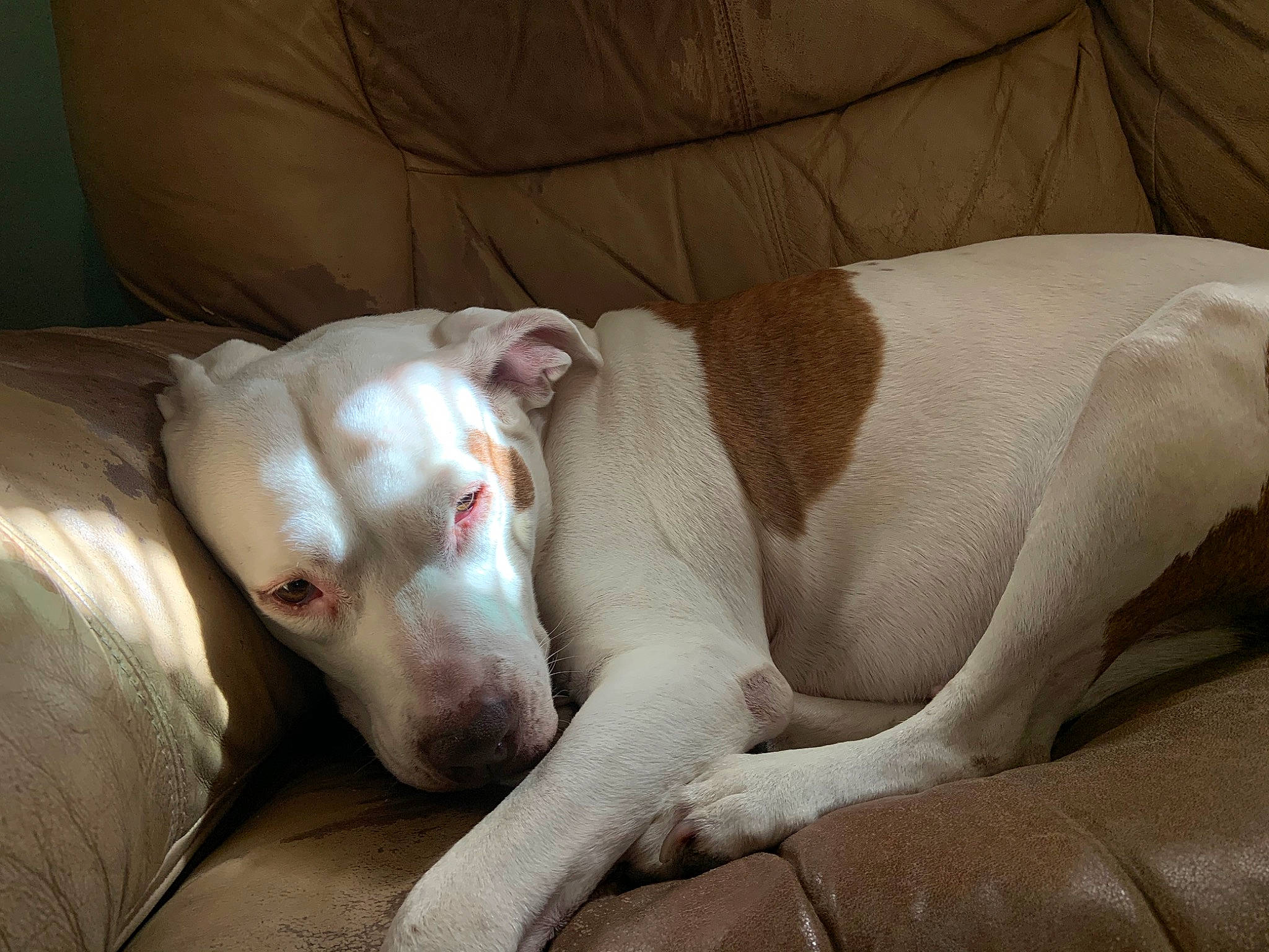 Minaj joined the competition — help win amazing prizes! canidae, carnivore, dog, dog_breed, dogo_guatemalteco, ear, fawn, mammal, nap, non_sporting_group, pit_bull, rare_breed_dog, snout, sporting_group, vertebrate