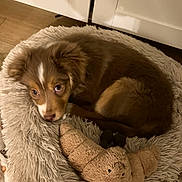 Cronos a rejoint le concours — aidez-le/la à gagner de superbes lots ! puppy, dog, bed, plush_toy, croissant_toy, fur, brown, white_markings, indoor, floor, wood_floor, cozy, pet, cute, animal, resting, sleepy, furniture, soft, home