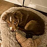 puppy, dog, bed, plush_toy, croissant_toy, fur, brown, white_markings, indoor, floor, wood_floor, cozy, pet, cute, animal, resting, sleepy, furniture, soft, home