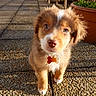 puppy, dog, brown_fur, white_fur, collar, tag, outdoor, patio, pebbled_floor, sunlight, garden_furniture, potted_plant, curious, cute, young_dog, pet, animal, small, fluffy, looking_up