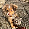 Cronos participe au concours pour gagner de l'argent avec cette photo : puppy, dog, toy, rope_toy, outdoor, sunlight, pet, playful, brown_fur, white_markings, ear, paw, collar, pet_accessory, concrete, texture, shadow, cute, young, small